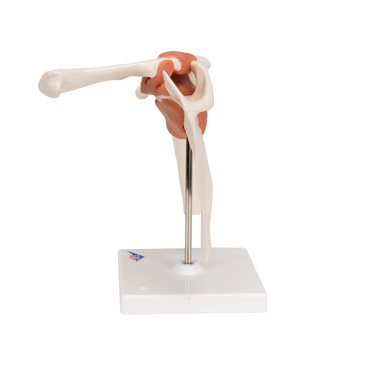 Functional Human Shoulder Joint - 3B Scientific