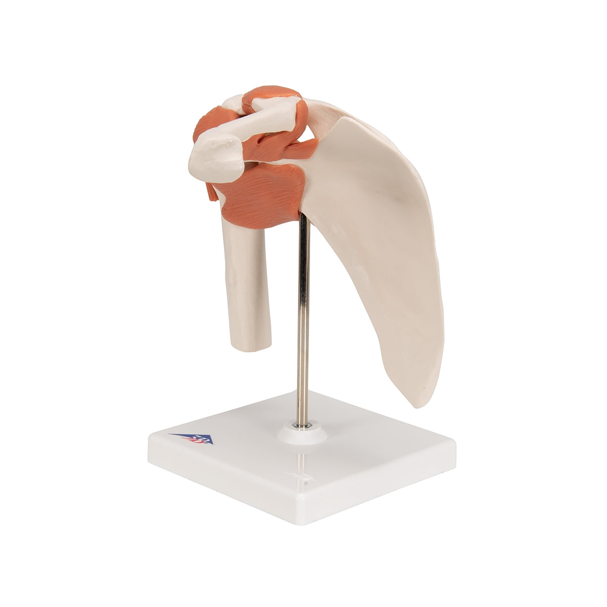 Functional Human Shoulder Joint - 3B Scientific