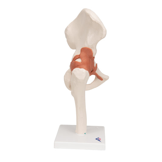 Functional Human Hip Joint Model - 3B Scientific