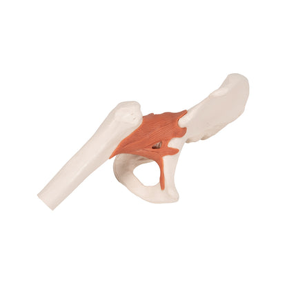 Functional Human Hip Joint Model