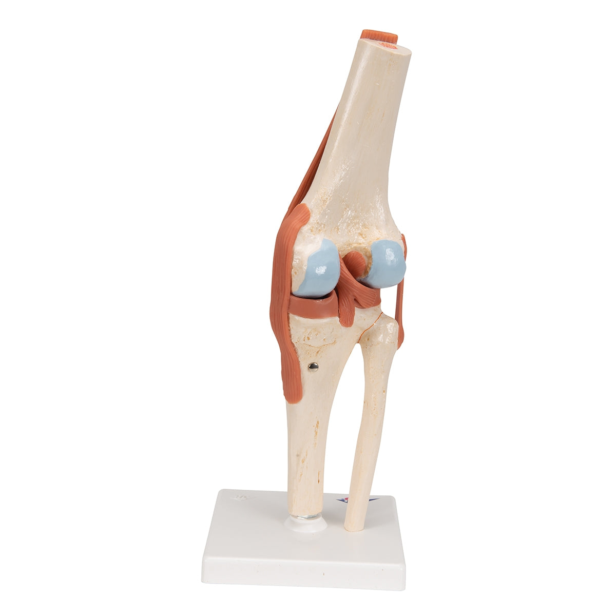 Functional Human Knee Joint Model with Ligaments & Marked Cartilage