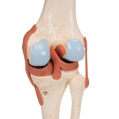 Functional Human Knee Joint Model with Ligaments & Marked Cartilage