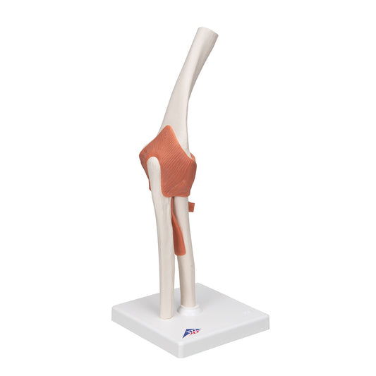 Functional Human Elbow Joint Model with Ligaments - 3B Scientific