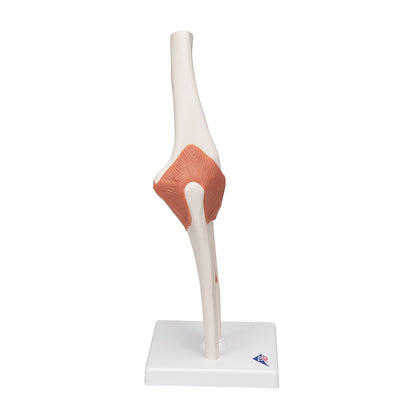 Functional Human Elbow Joint Model with Ligaments