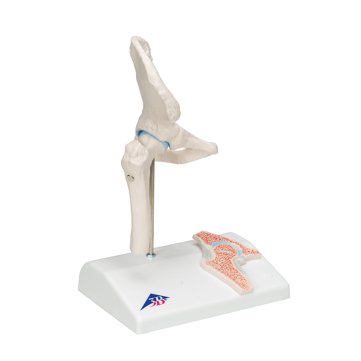 Mini Human Hip Joint Model with Cross Section - 3B Scientific