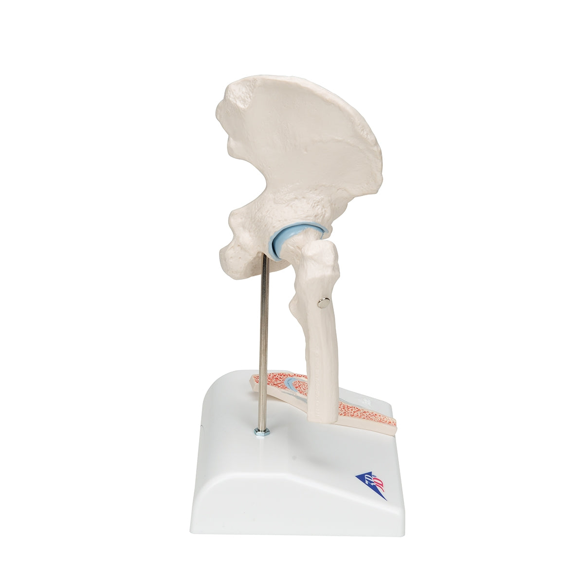 Mini Human Hip Joint Model with Cross Section - 3B Scientific