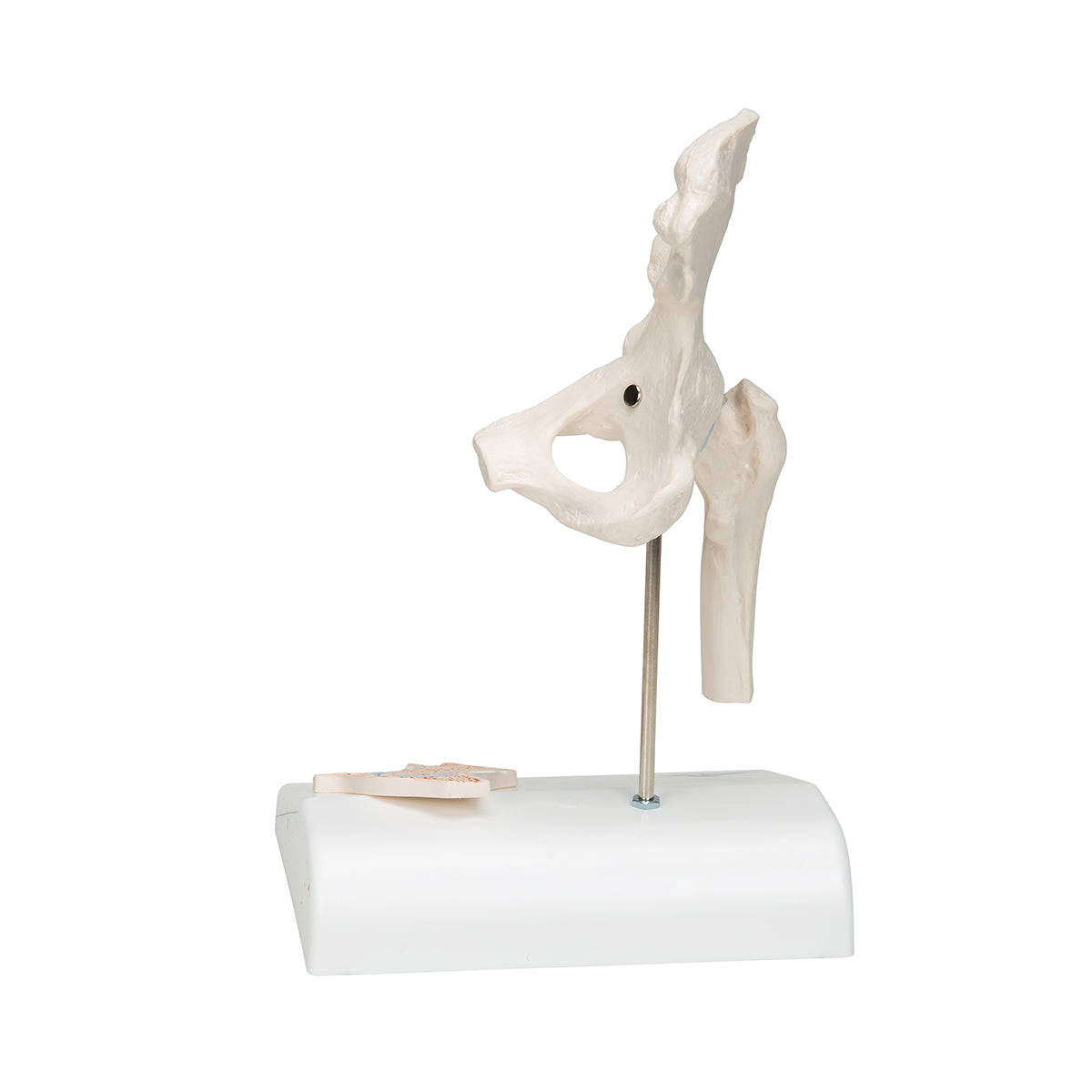 Mini Human Hip Joint Model with Cross Section - 3B Scientific
