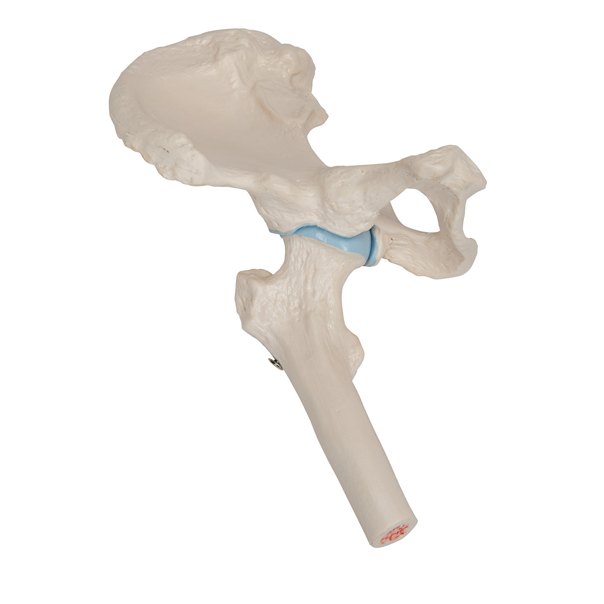 Mini Human Hip Joint Model with Cross Section - 3B Scientific
