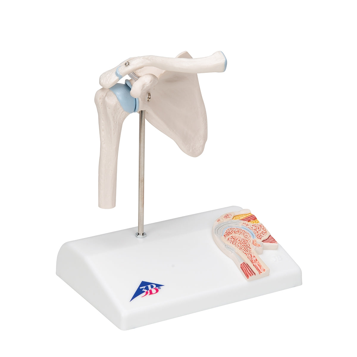 Mini Human Shoulder Joint Model with Coss Section