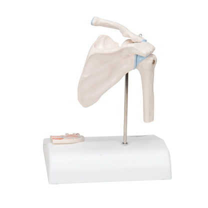 Mini Human Shoulder Joint Model with Coss Section - 3B Scientific