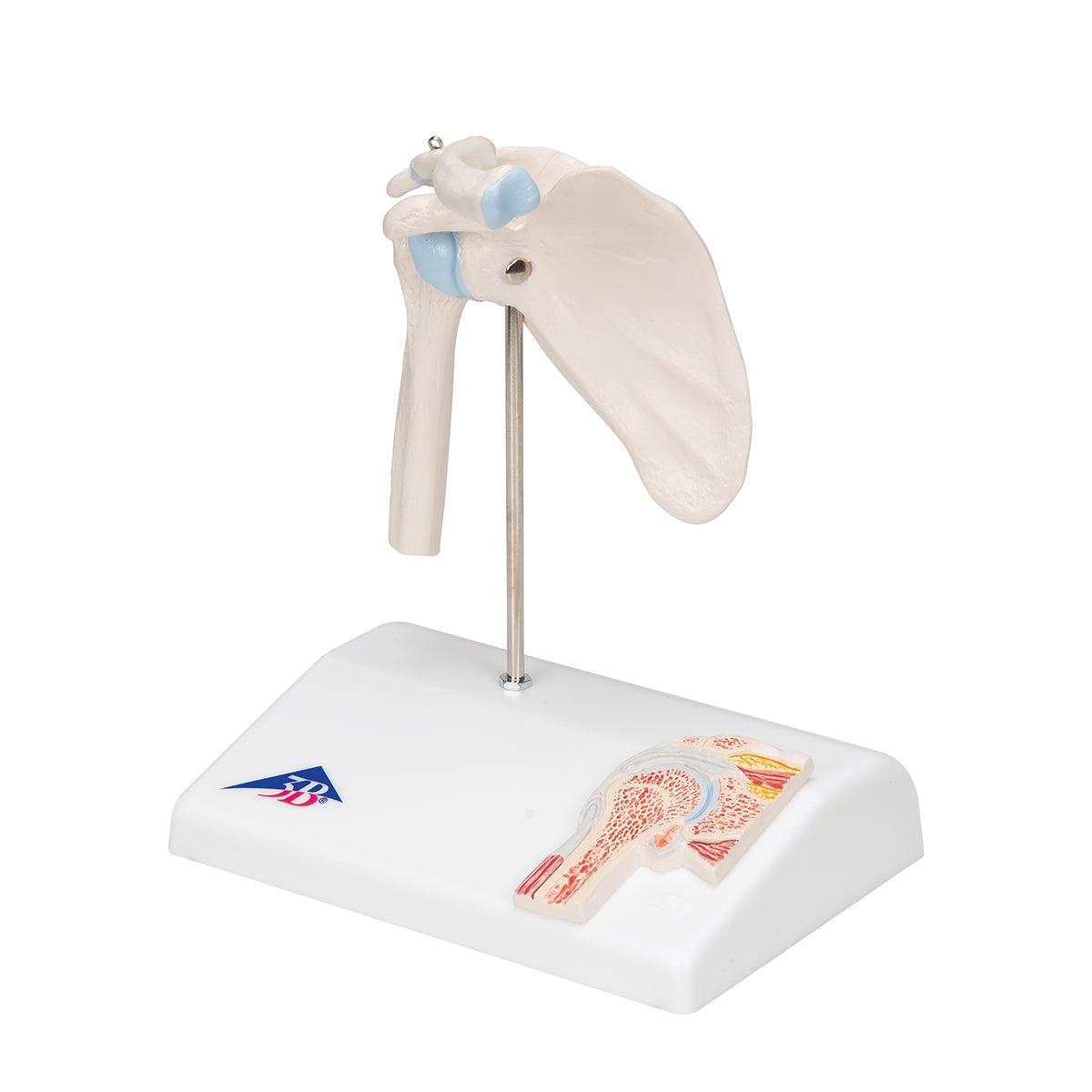 Mini Human Shoulder Joint Model with Coss Section - 3B Scientific