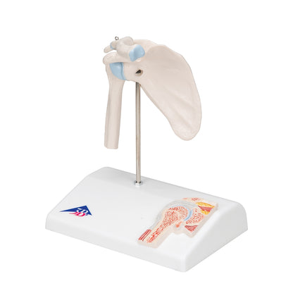 Mini Human Shoulder Joint Model with Coss Section - 3B Scientific