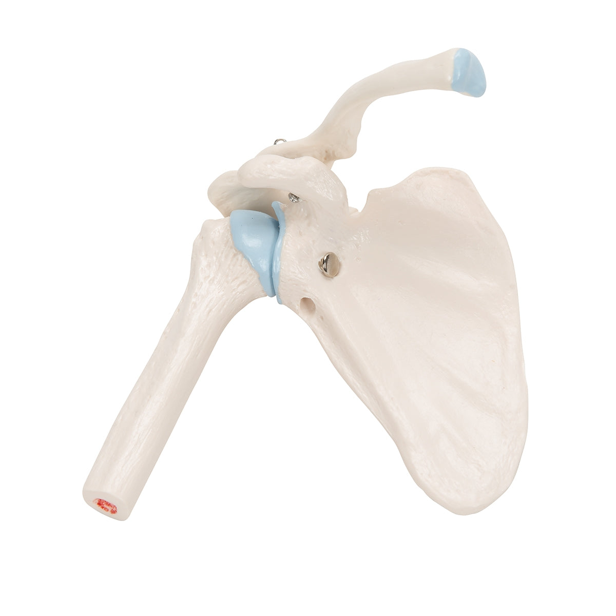 Mini Human Shoulder Joint Model with Coss Section - 3B Scientific