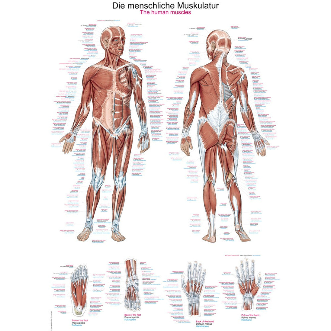 Human Muscles - Poster