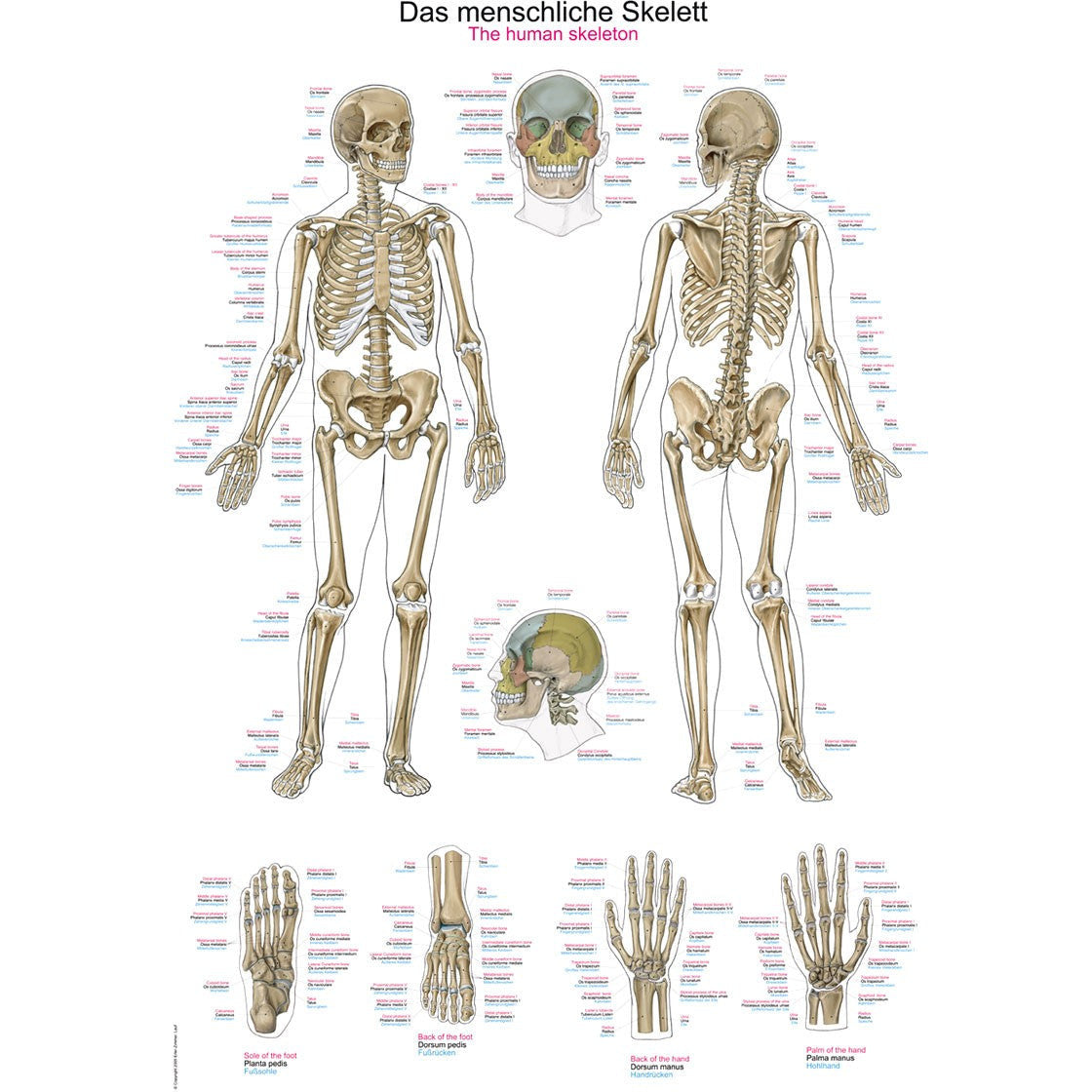 The Human Skeleton - Small Poster