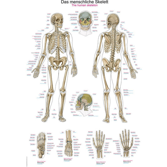 The Human Skeleton - Small Poster