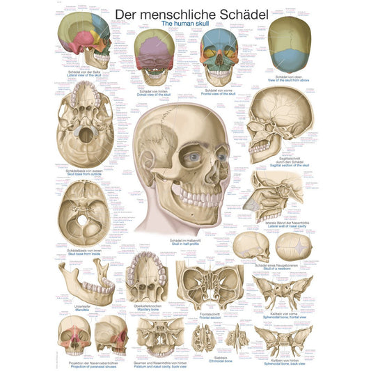 The Human Skull - Poster