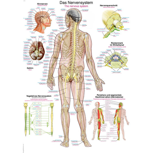 The Nervous System - Poster