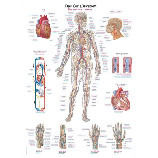 The Vascular System - Poster
