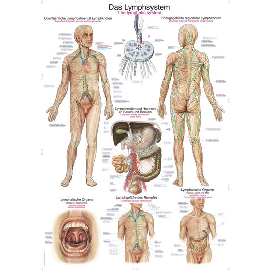The Lymphatic System - Small Poster
