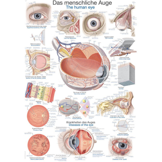 The Human Eye - Small Poster