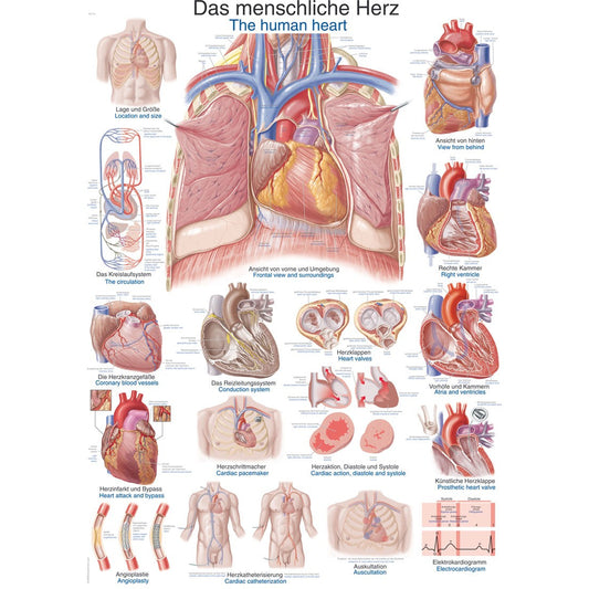 The Human Heart - Small Poster