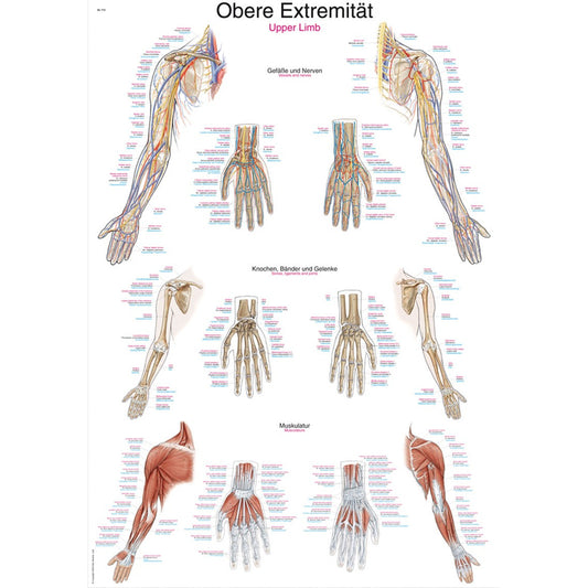 Upper Limbs - Small Poster