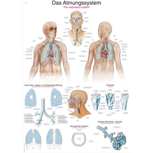 The Respiratory System - Small Poster