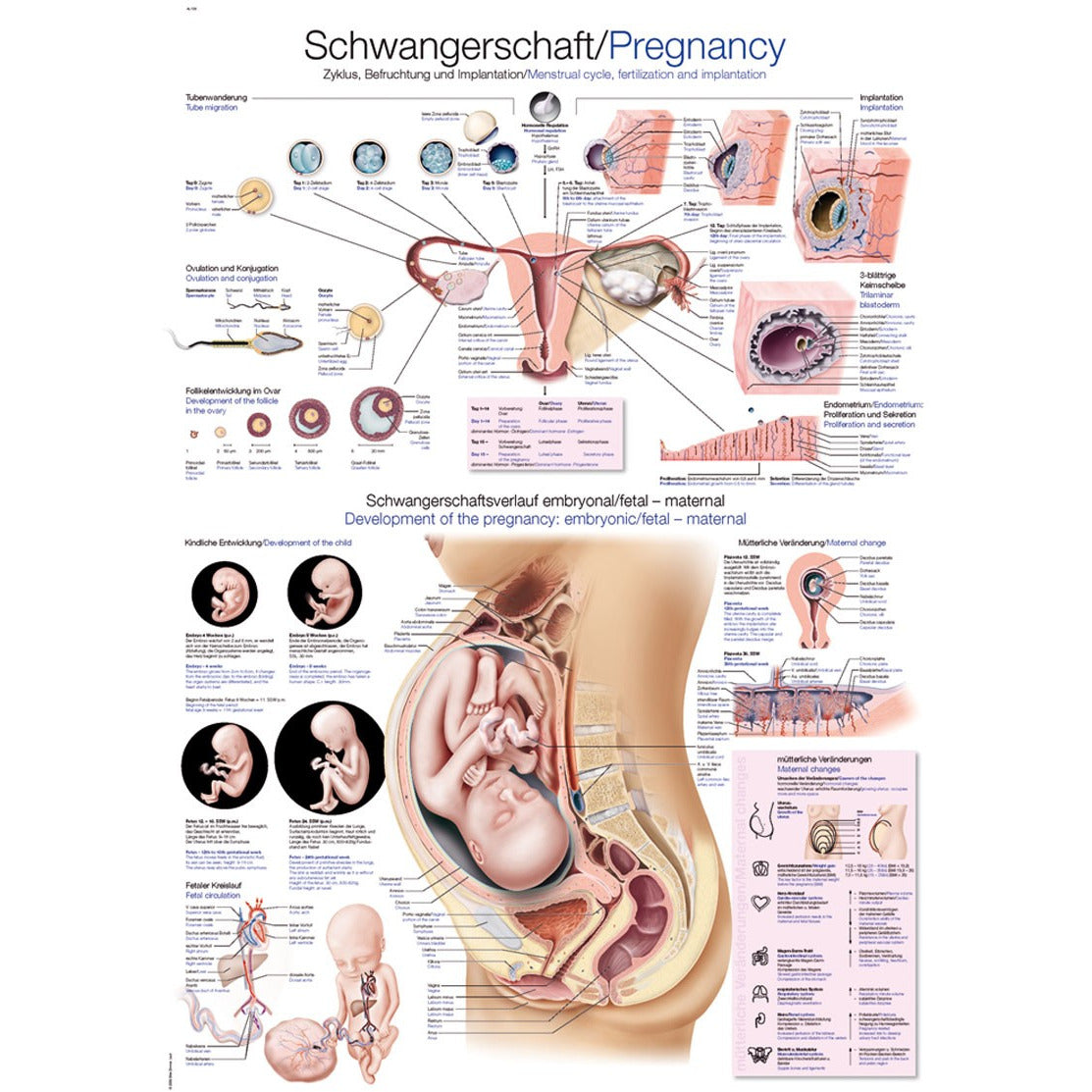 Pregnancy - Poster