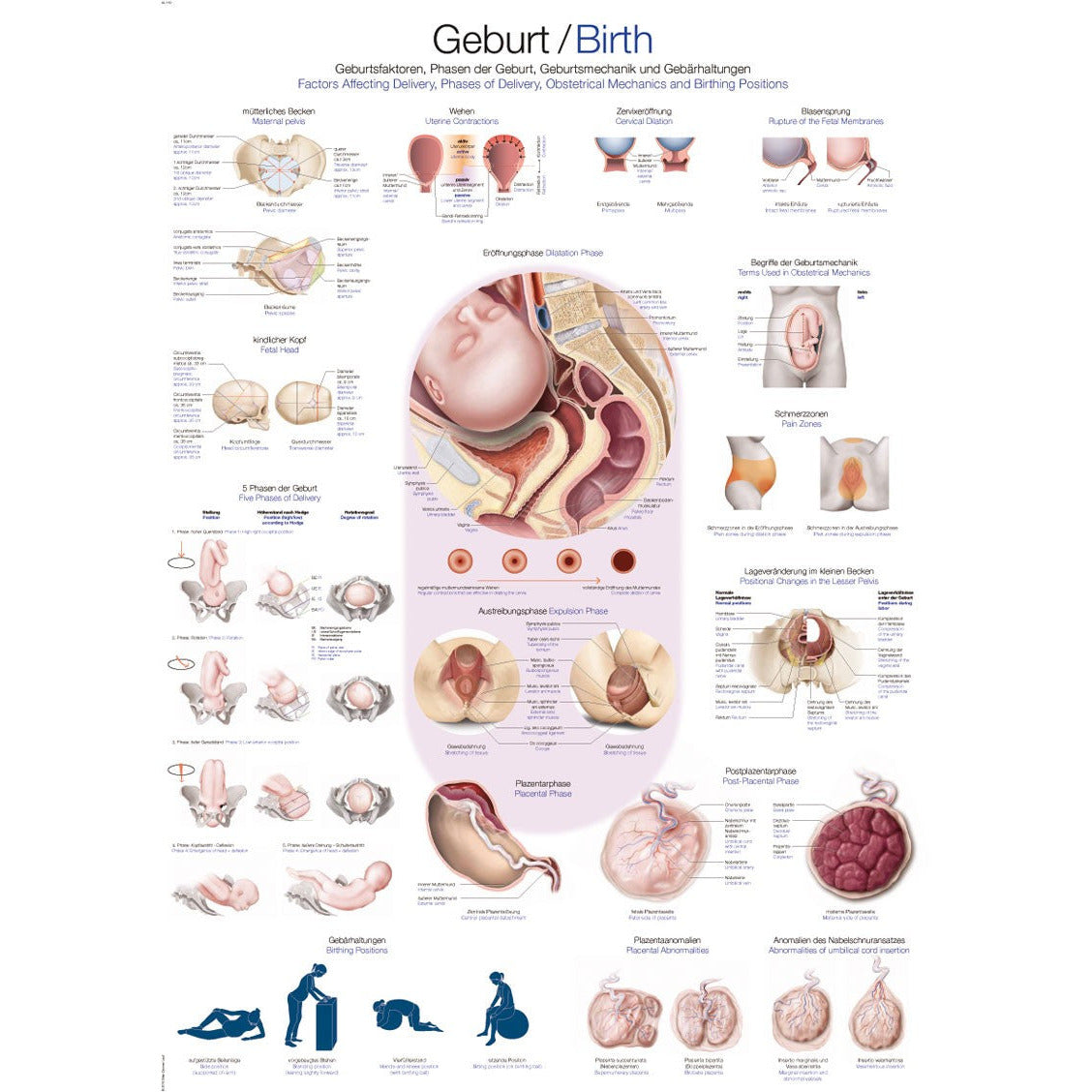 Birth - Small Poster – Medisave UK