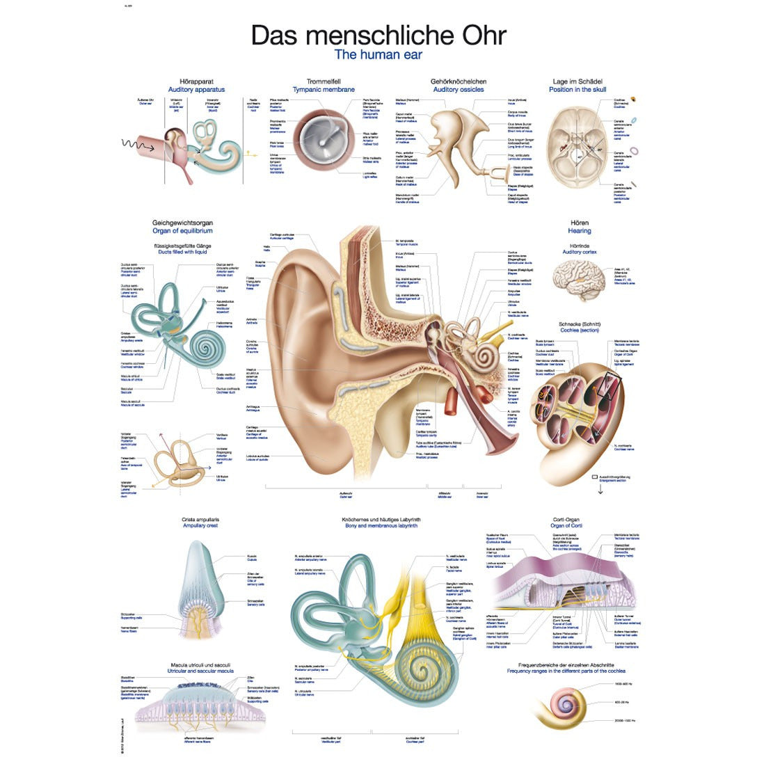 Ear Small Paragraph The Human Ear - Small Poster – Medisave UK