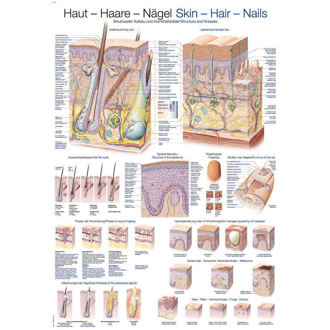 Skin, Hair and Nails - Small Poster