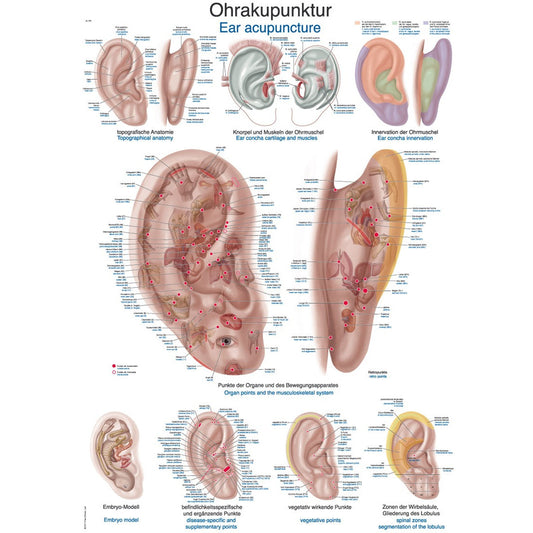 Ear Acupuncture - Poster