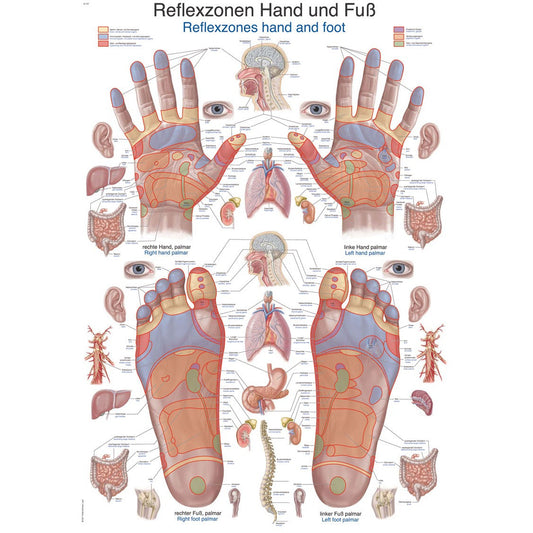 Hand and Foot Reflex Zones - Poster