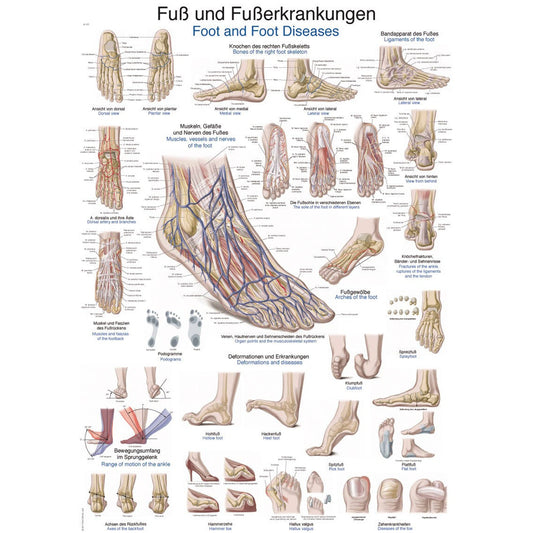 The Foot and Foot Diseases - Small Poster