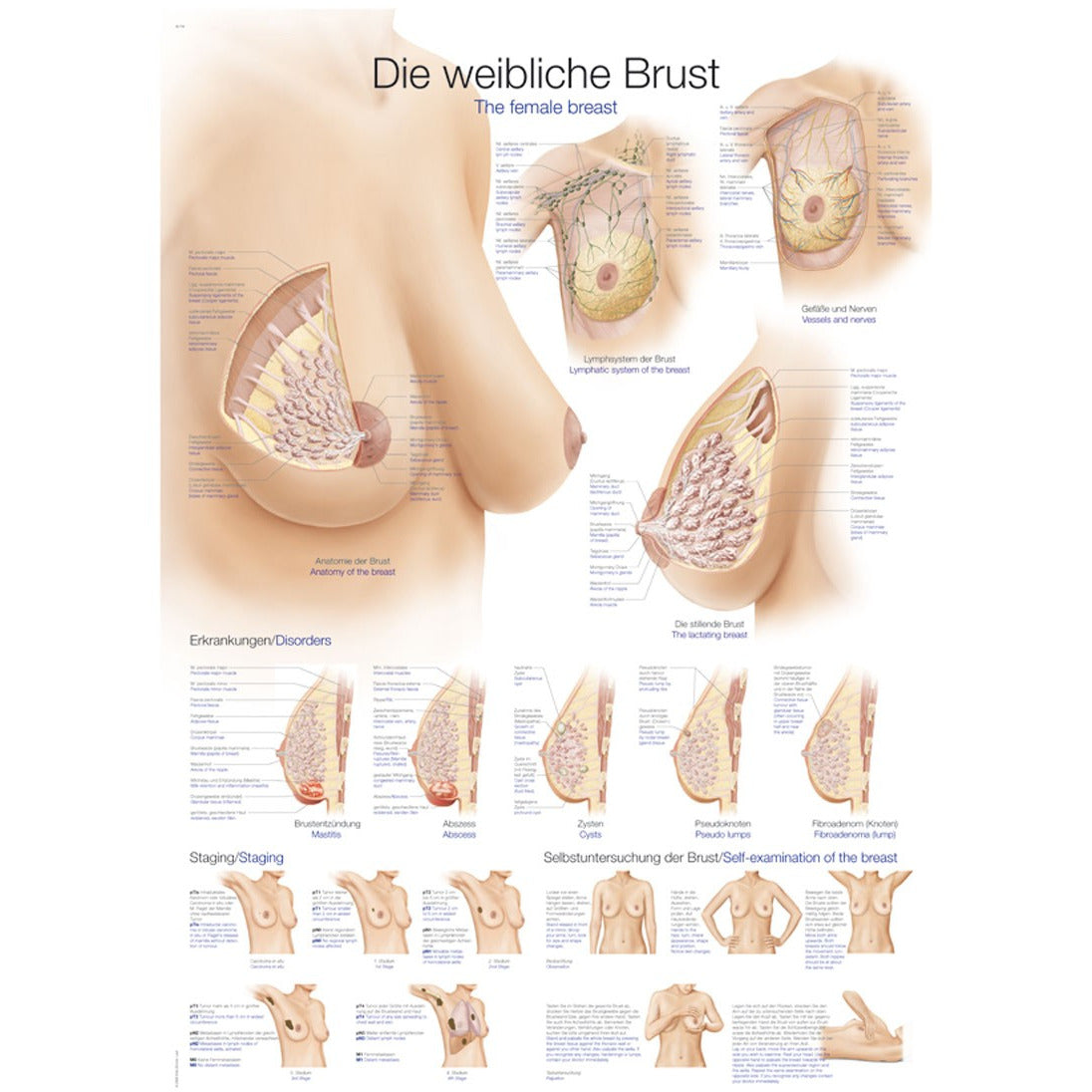 The Female Breast - Small Poster