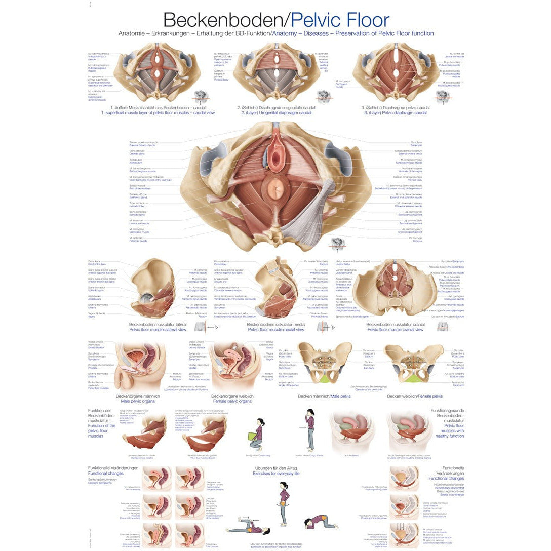 Pelvic Floor - Small Poster