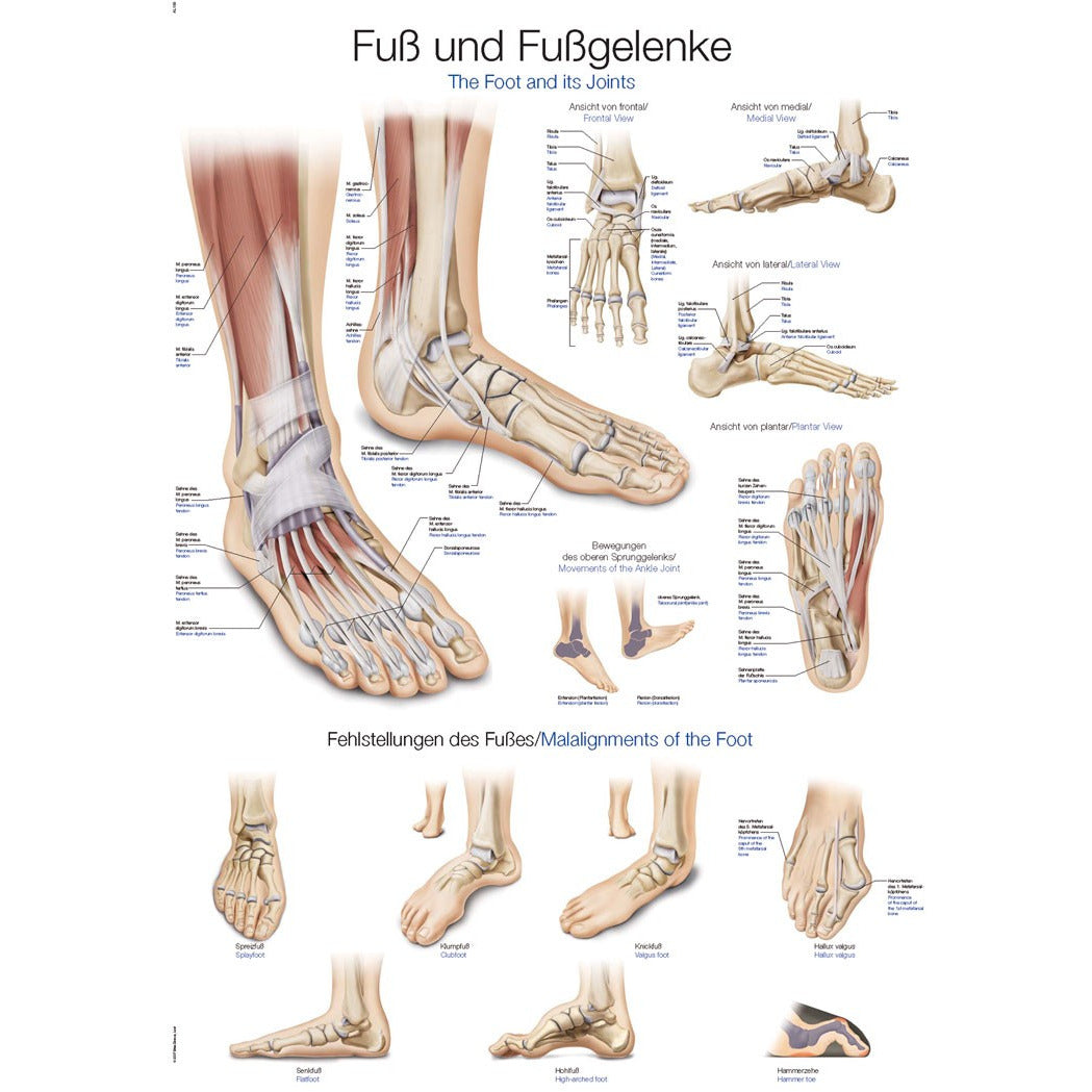 The Foot and Ankle - Small Poster