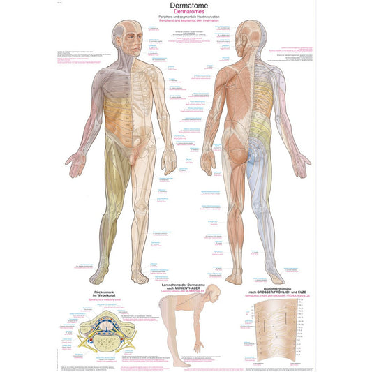 Dermatomes - Small Poster