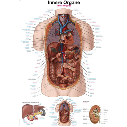 Internal Organs - Poster