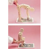 Correct Lifting Demonstration Figure