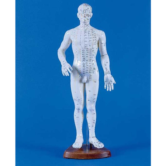 Male Chinese Acupunture Model