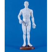 Male Chinese Acupunture Model