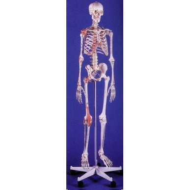 Male Skeleton  - Bert