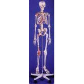 Male Skeleton  - Bert