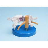 Folding Osteoporosis Model