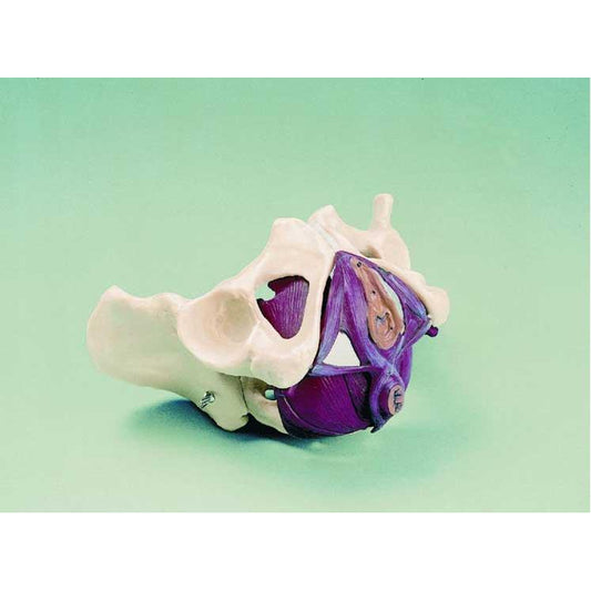 Female Pelvis with Musculature