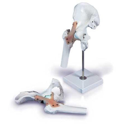 Hip Joint With Ligaments