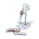 Hip Joint With Ligaments