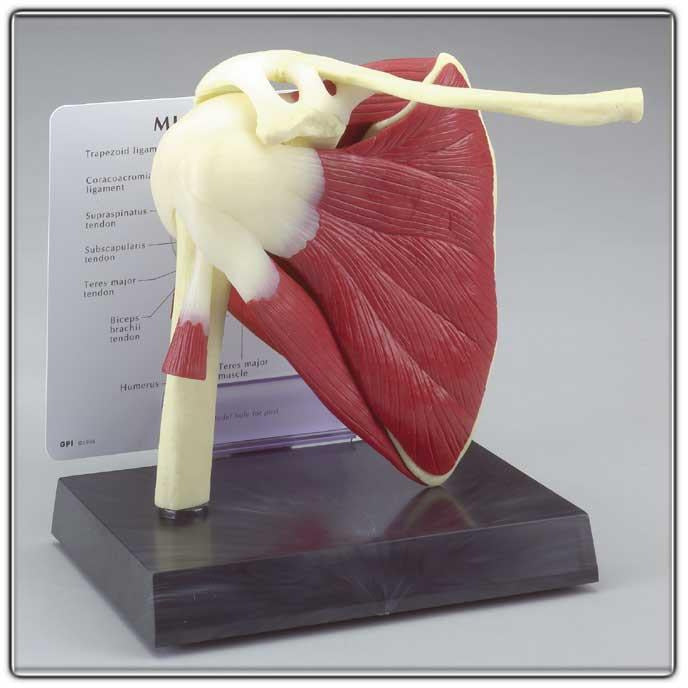 Shoulder Model Dynamic Shoulder Model with Attachments – Medisave UK